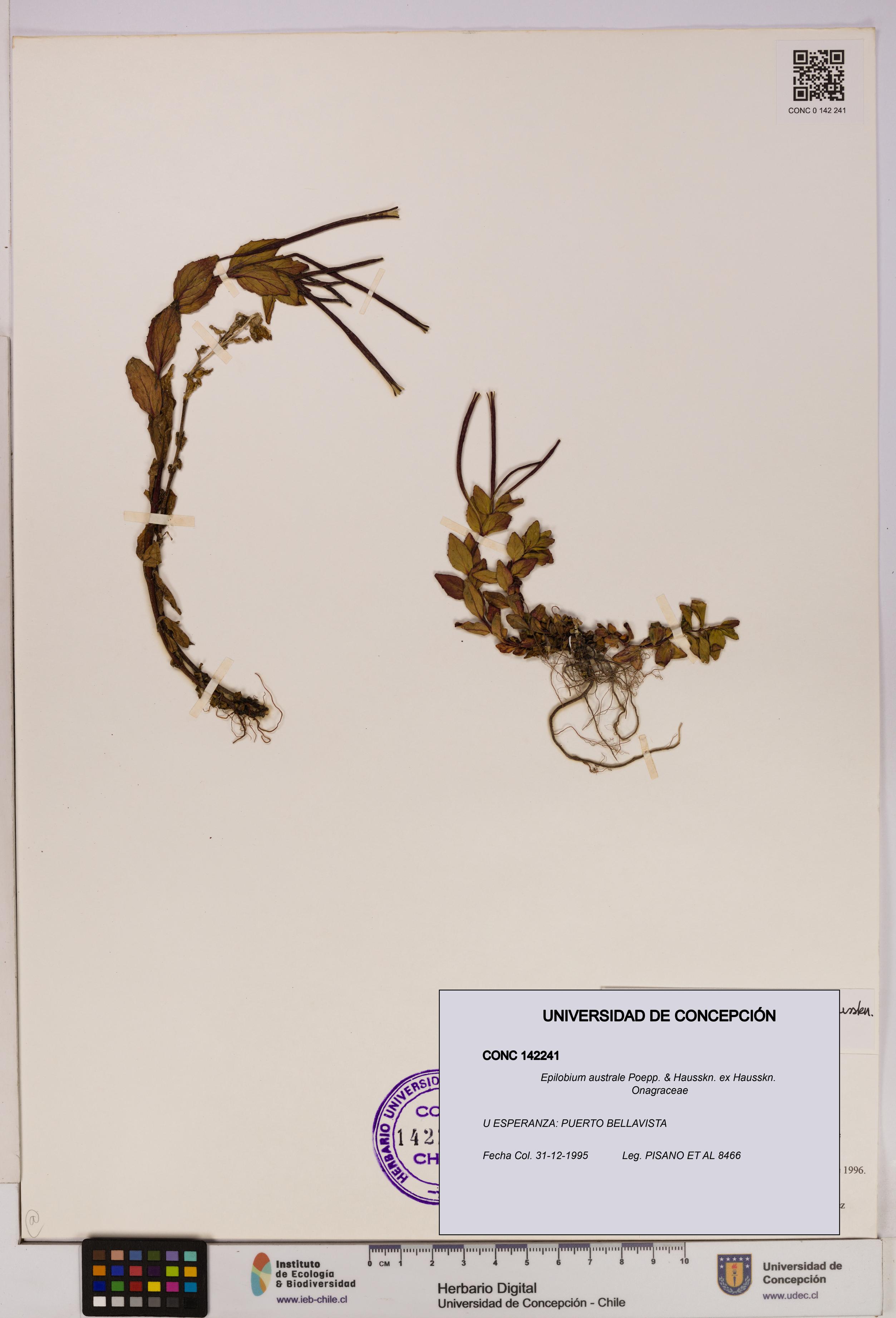 Epilobium australe [Espécimen: UDEC:CONC:0142241]