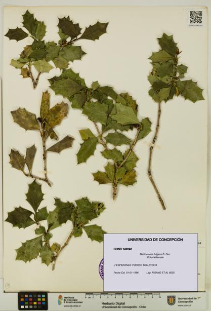 Desfontainia fulgens [Espécimen: UDEC:CONC:0142242]