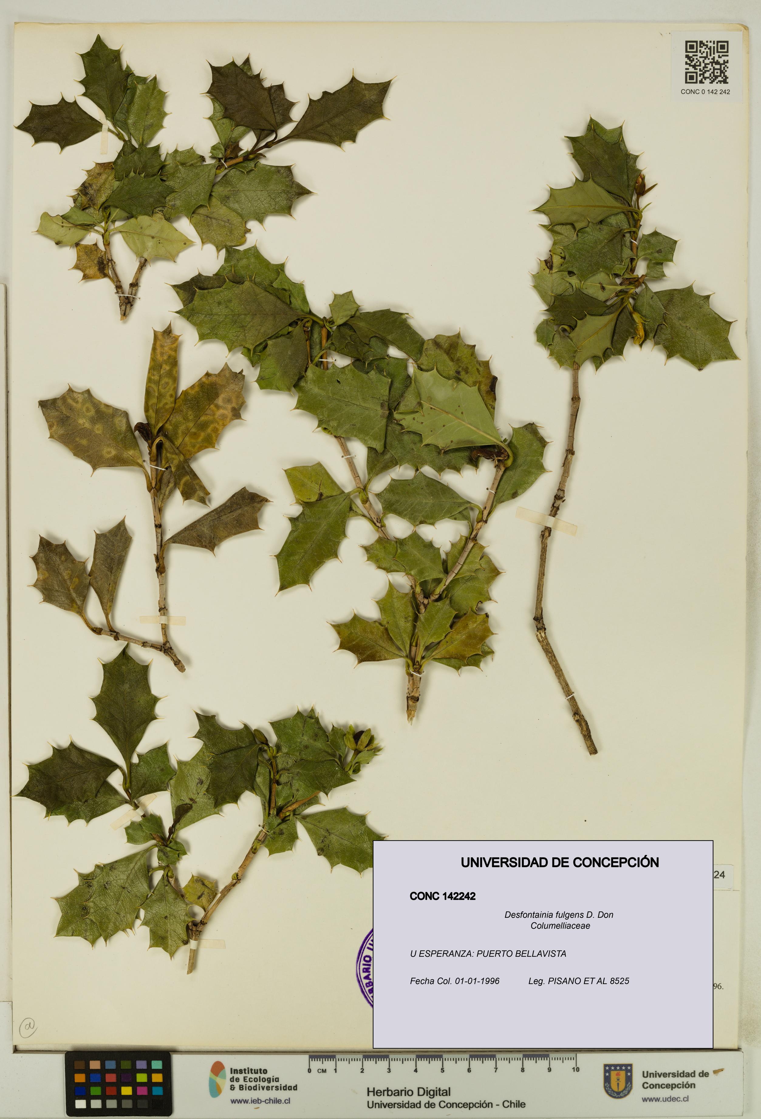 Desfontainia fulgens [Espécimen: UDEC:CONC:0142242]