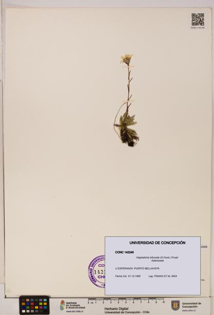 Haplosticha trifurcata [Espécimen: UDEC:CONC:0142245]