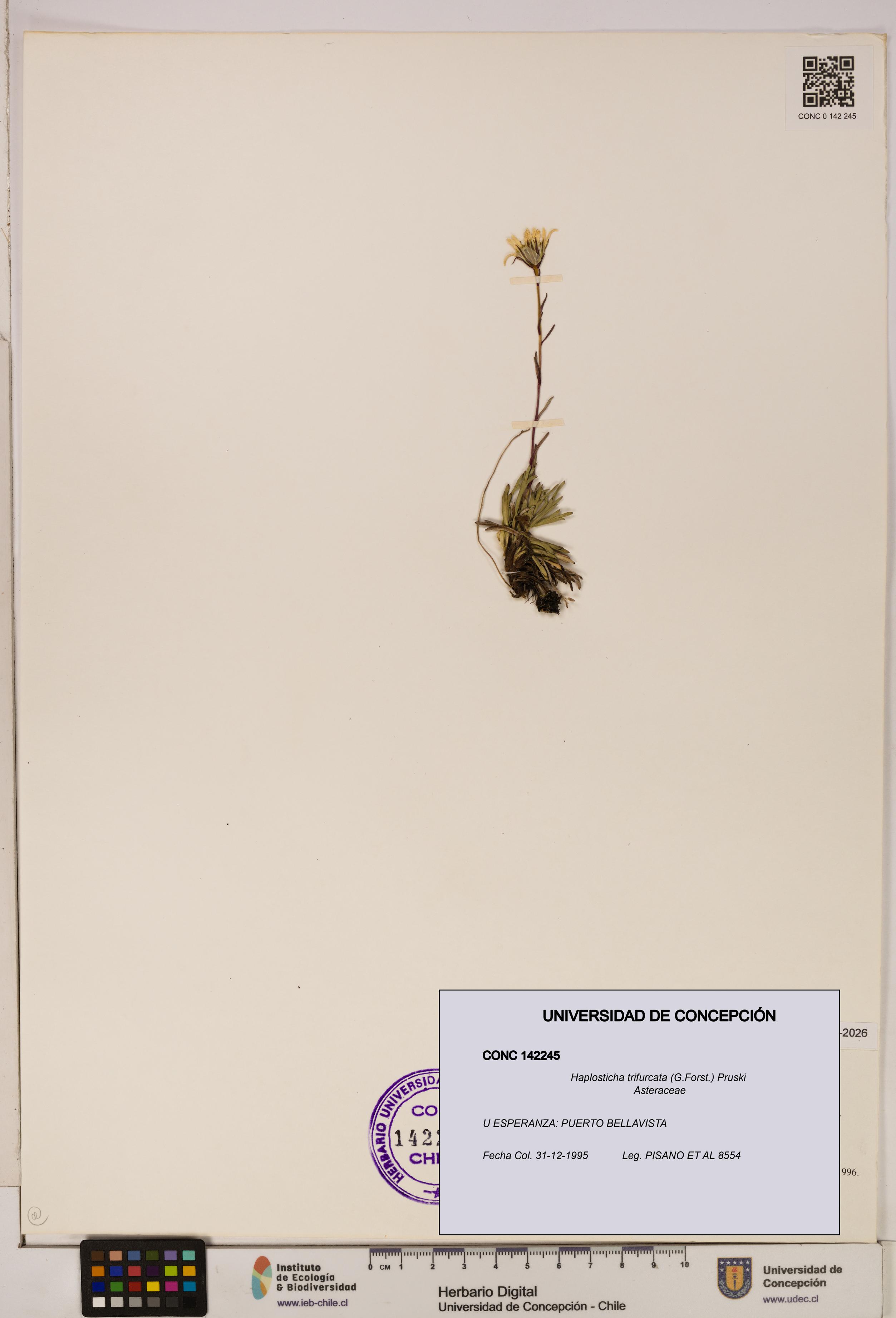 Haplosticha trifurcata [Espécimen: UDEC:CONC:0142245]