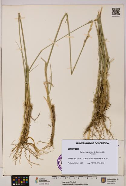 Elymus magellanicus [Espécimen: UDEC:CONC:0142253]