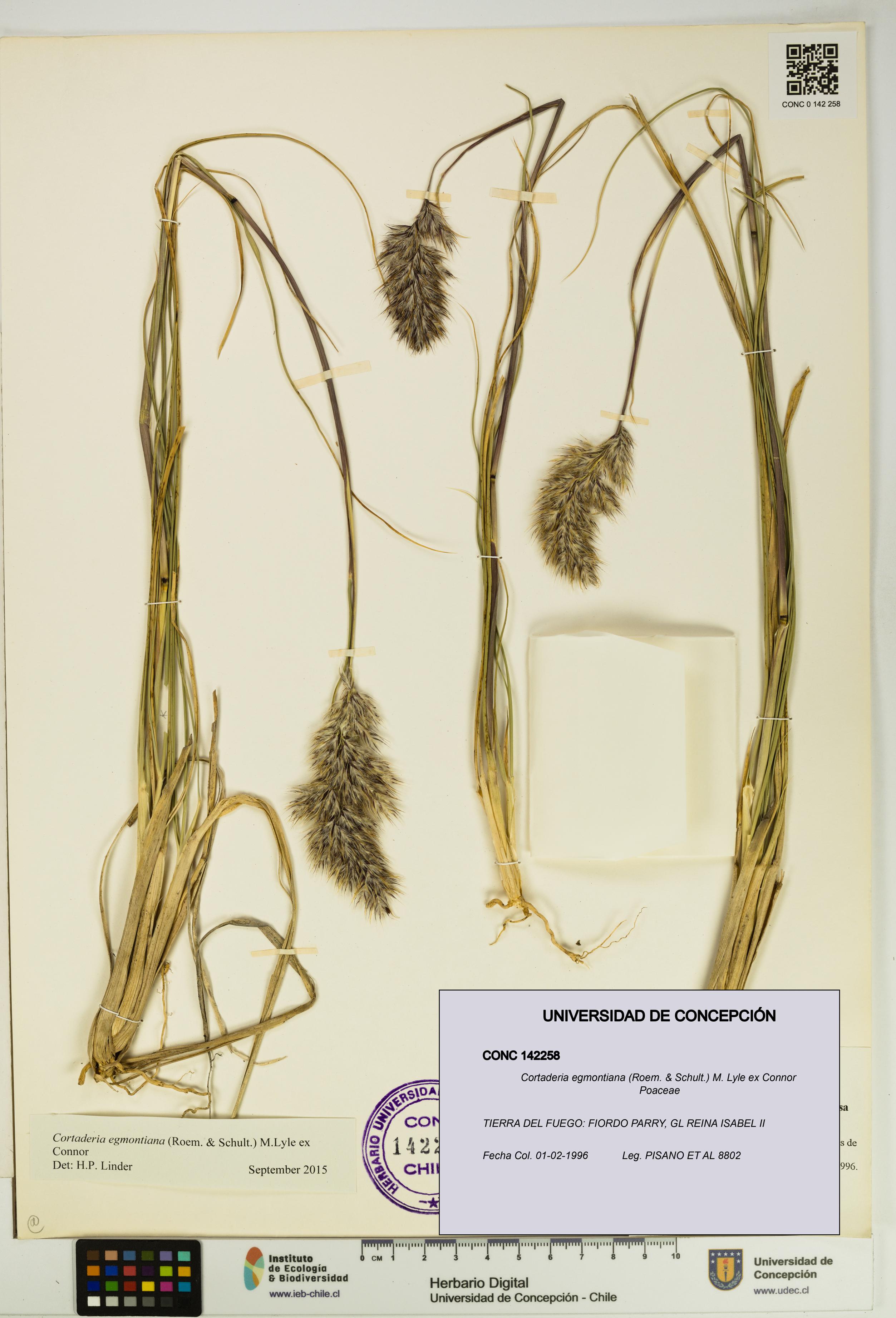 Cortaderia egmontiana [Espécimen: UDEC:CONC:0142258]