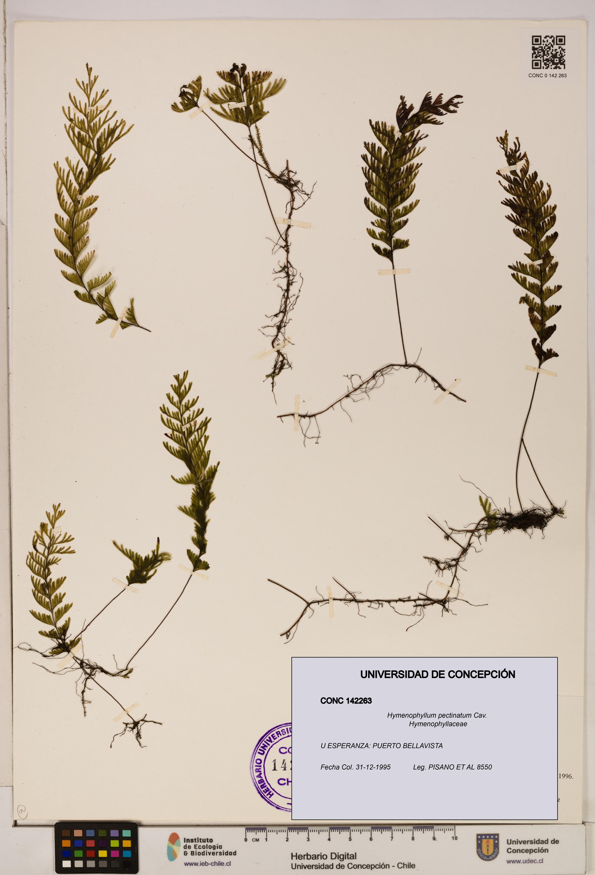 Hymenophyllum pectinatum [Espécimen: ]