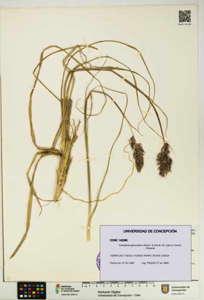 Cortaderia egmontiana [Espécimen: UDEC:CONC:0142266]