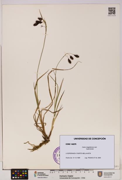 Carex magellanica [Espécimen: UDEC:CONC:0142275]