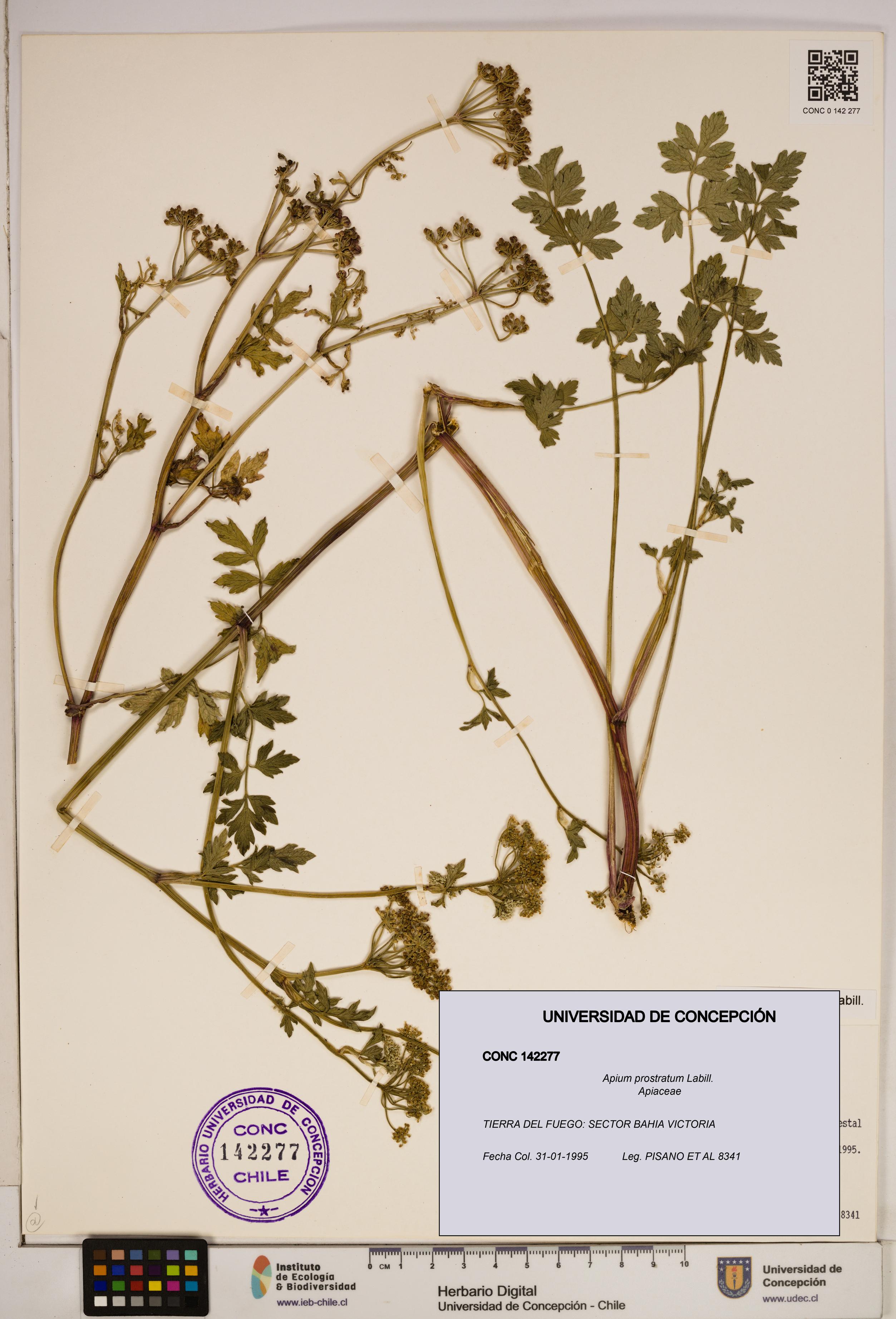 Apium prostratum [Espécimen: ]