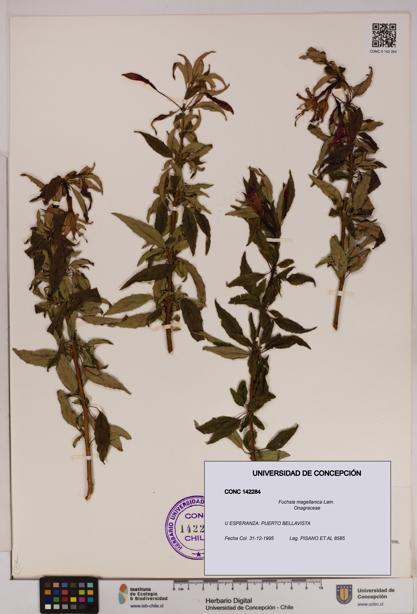 Fuchsia magellanica [Espécimen: UDEC:CONC:0142284]