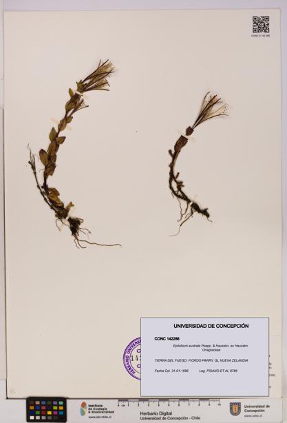 Epilobium australe [Espécimen: UDEC:CONC:0142286]