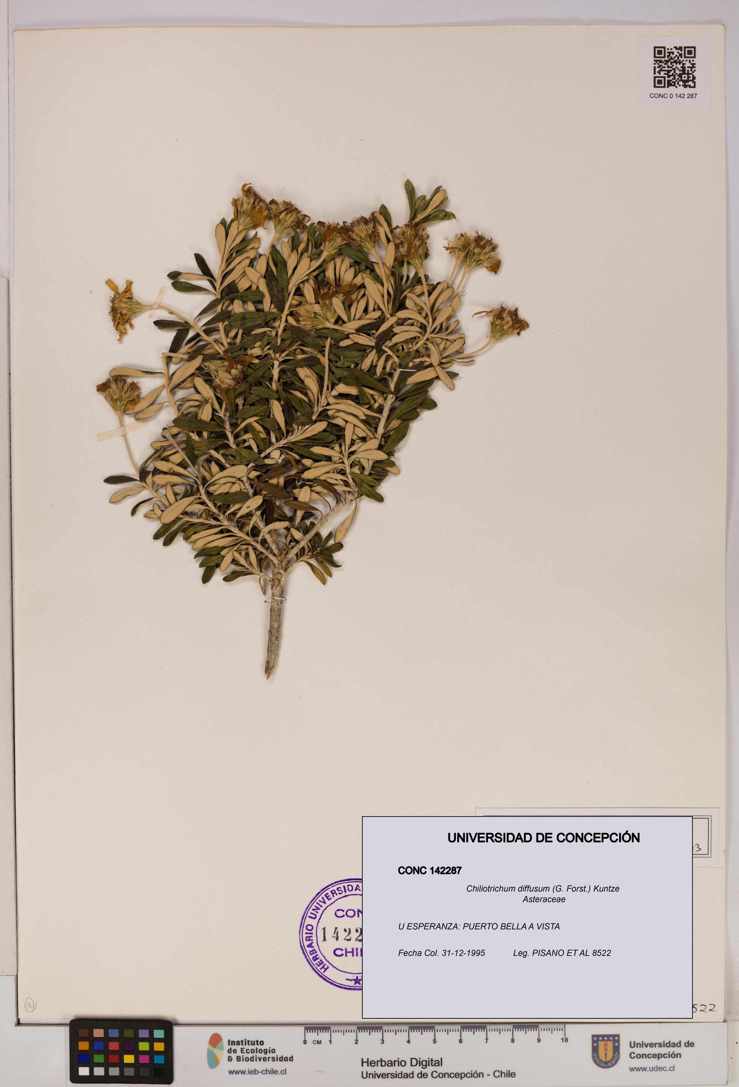 Chiliotrichum diffusum [Espécimen: UDEC:CONC:0142287]