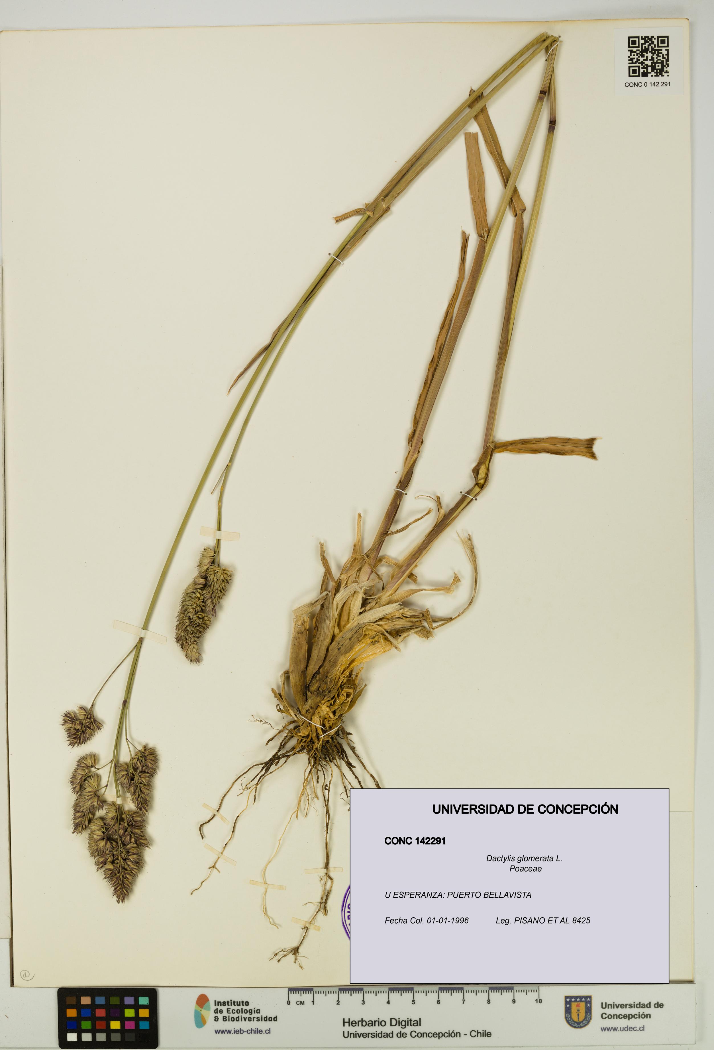 Dactylis glomerata [Espécimen: UDEC:CONC:0142291]