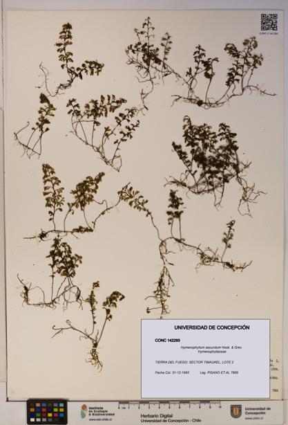 Hymenophyllum secundum [Espécimen: ]