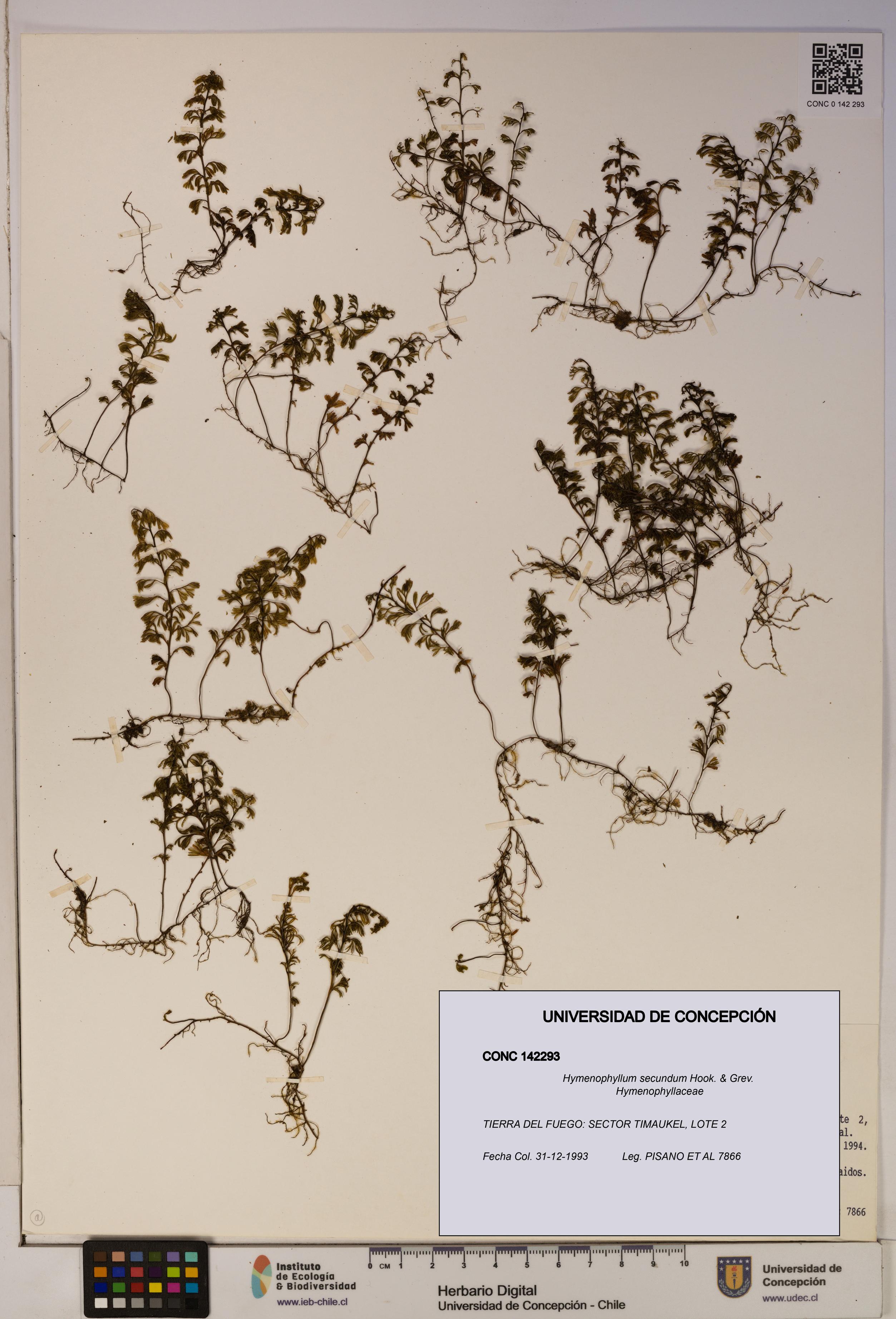 Hymenophyllum secundum [Espécimen: ]