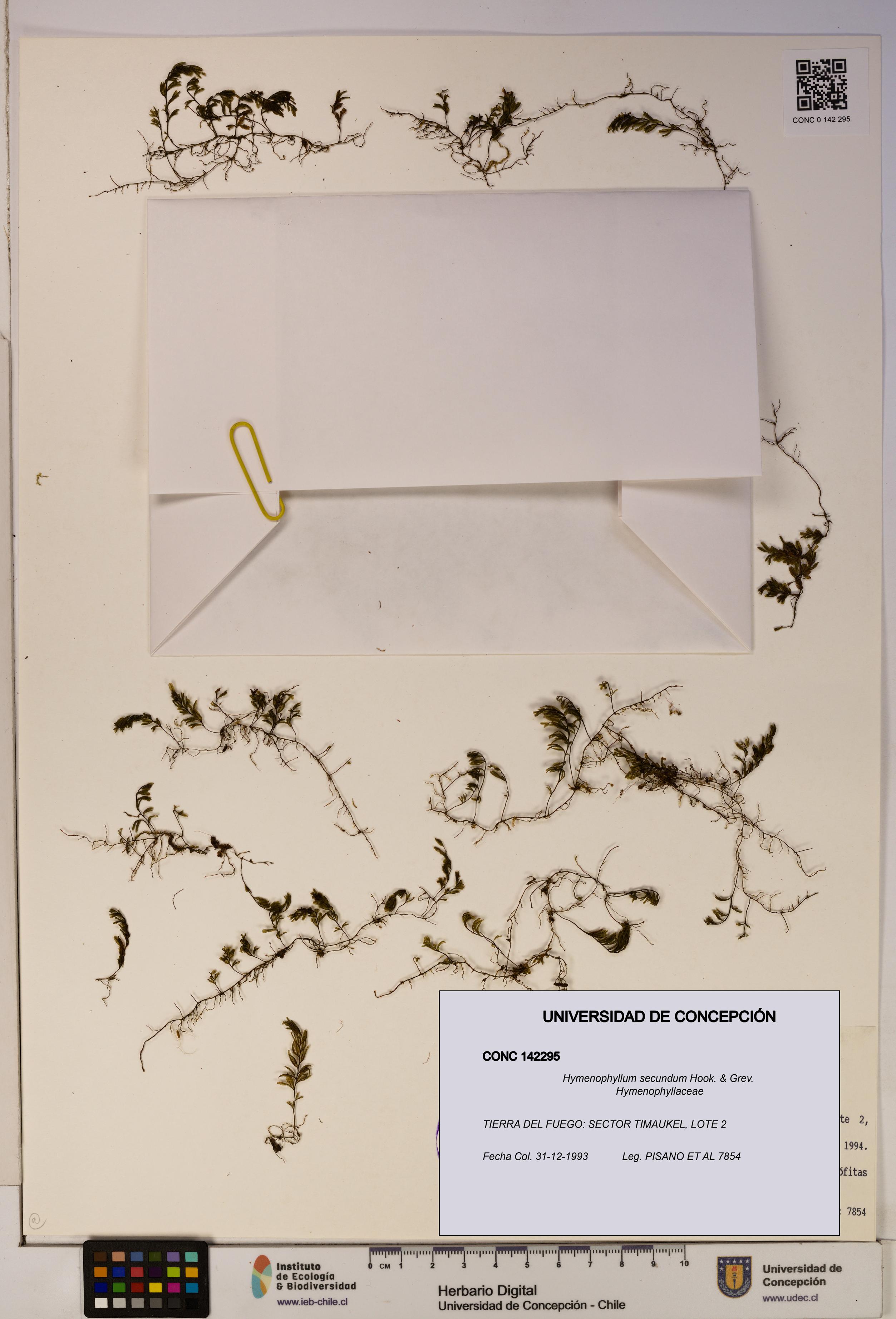 Hymenophyllum secundum [Espécimen: ]