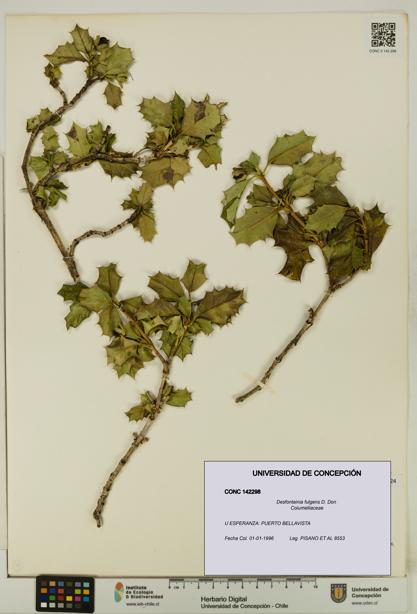 Desfontainia fulgens [Espécimen: UDEC:CONC:0142298]