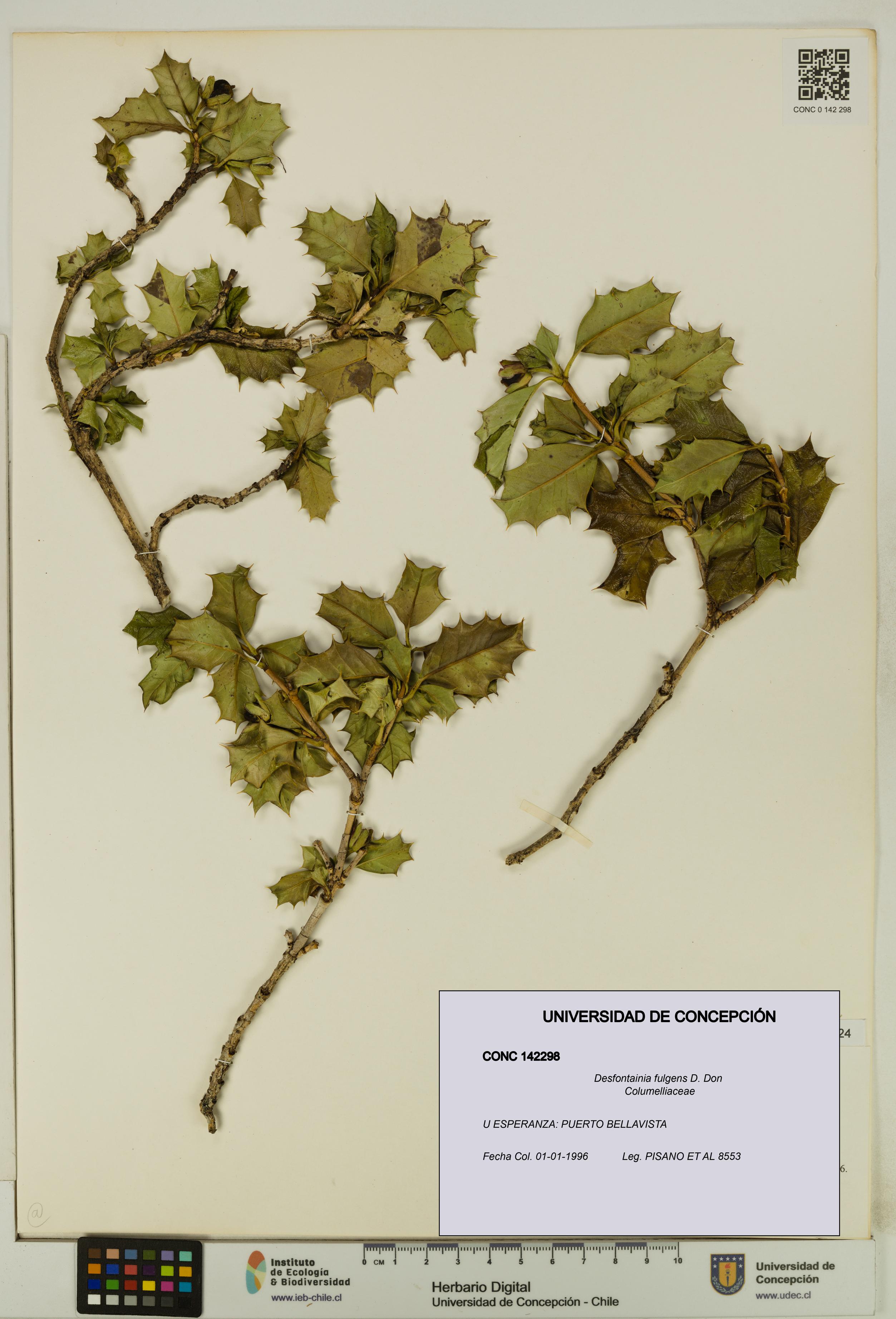 Desfontainia fulgens [Espécimen: UDEC:CONC:0142298]