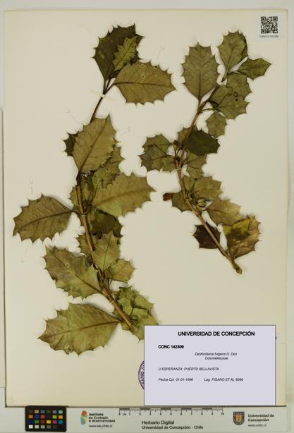 Desfontainia fulgens [Espécimen: UDEC:CONC:0142309]
