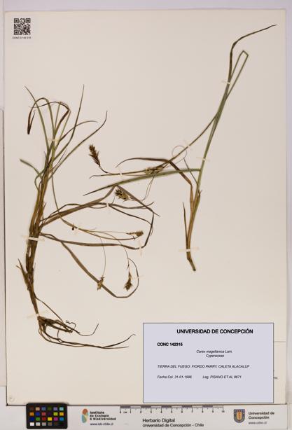 Carex magellanica [Espécimen: UDEC:CONC:0142315]
