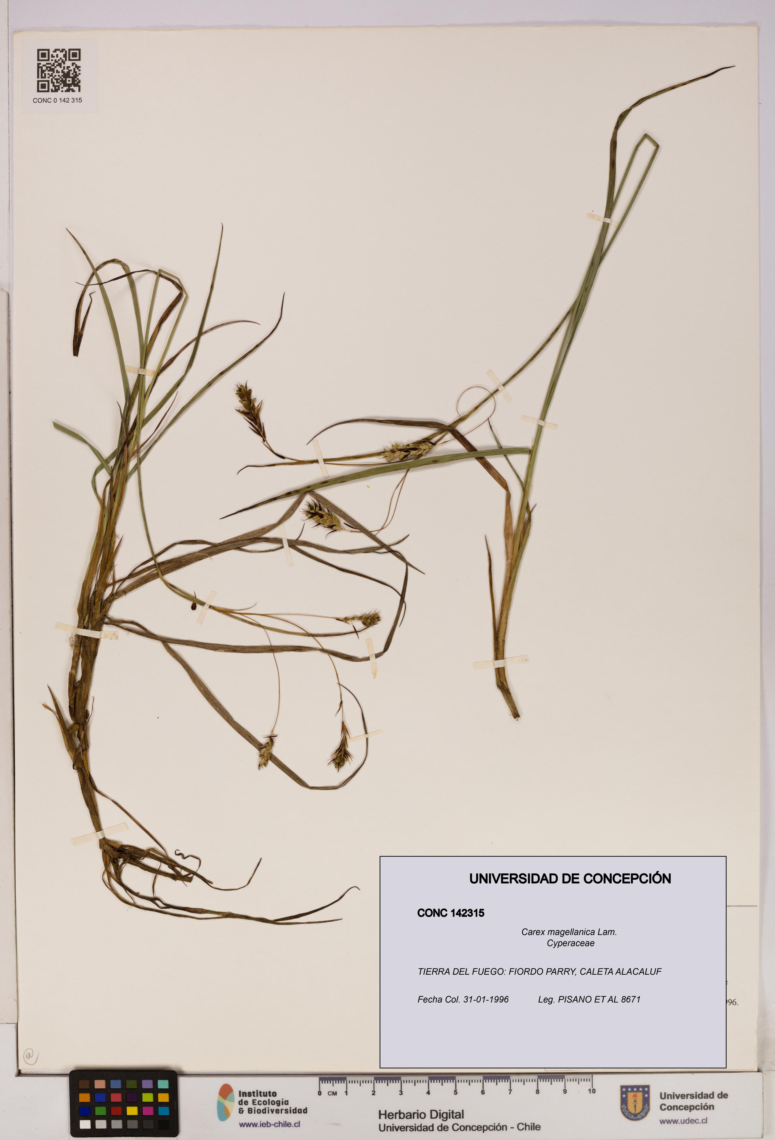 Carex magellanica [Espécimen: UDEC:CONC:0142315]