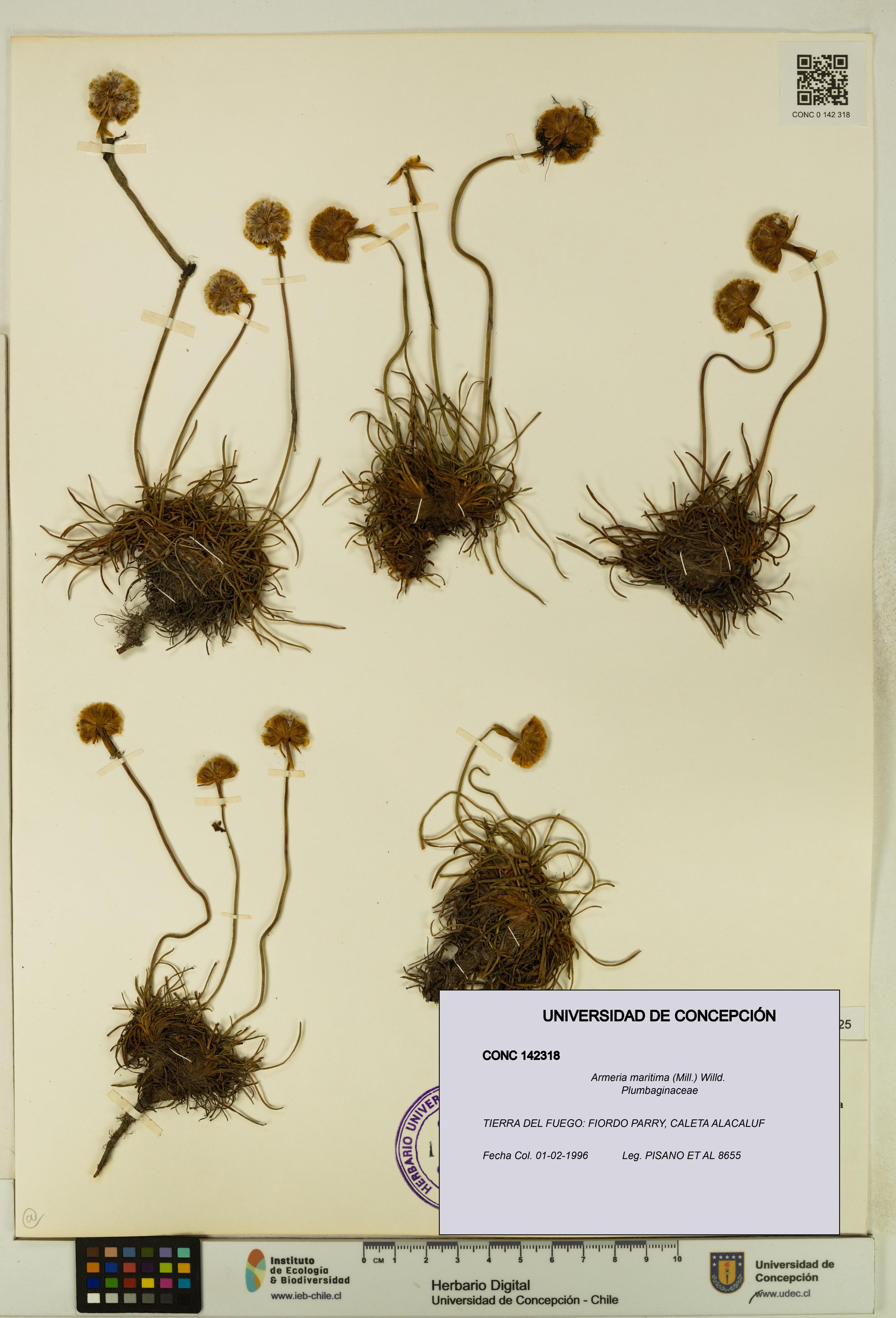Armeria maritima [Espécimen: UDEC:CONC:0142318]