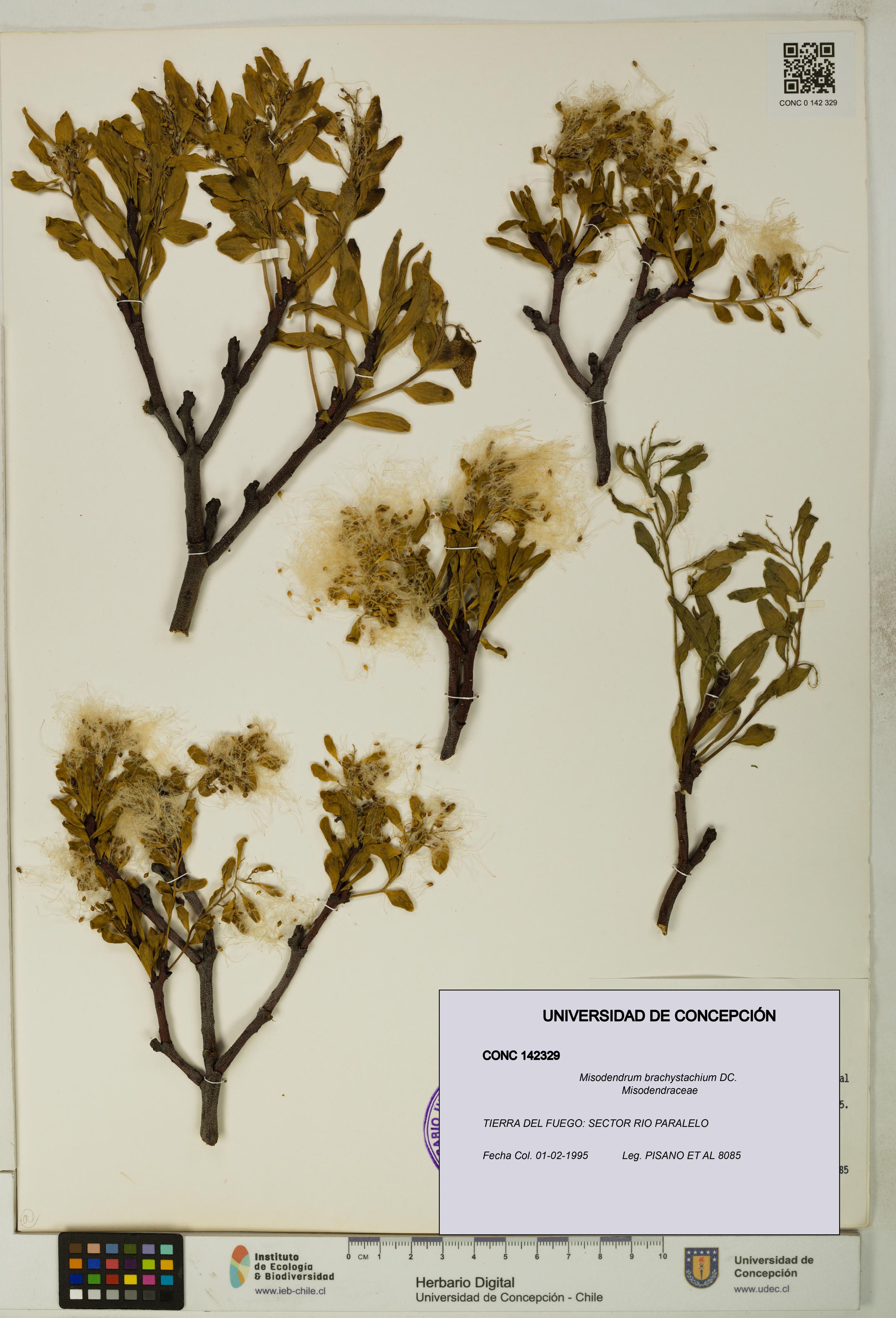 Misodendrum brachystachium [Espécimen: UDEC:CONC:0142329]