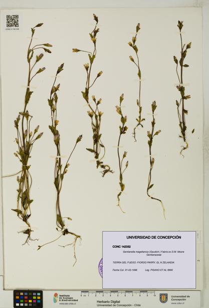 Gentianella magellanica [Espécimen: UDEC:CONC:0142332]