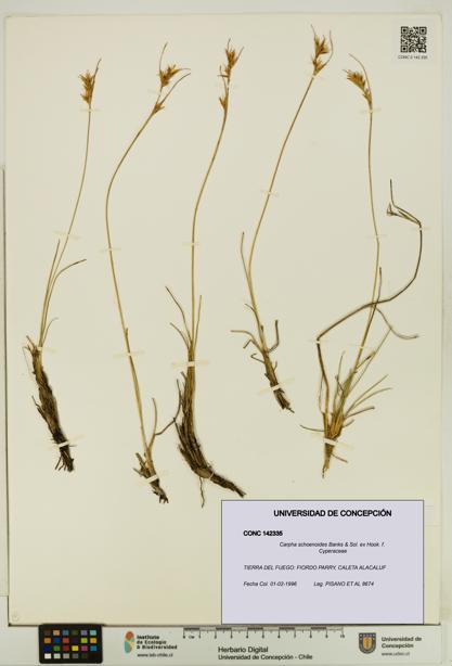Carpha schoenoides [Espécimen: UDEC:CONC:0142335]