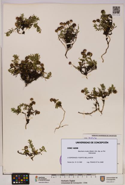 Baccharis nivalis [Espécimen: UDEC:CONC:0142336]