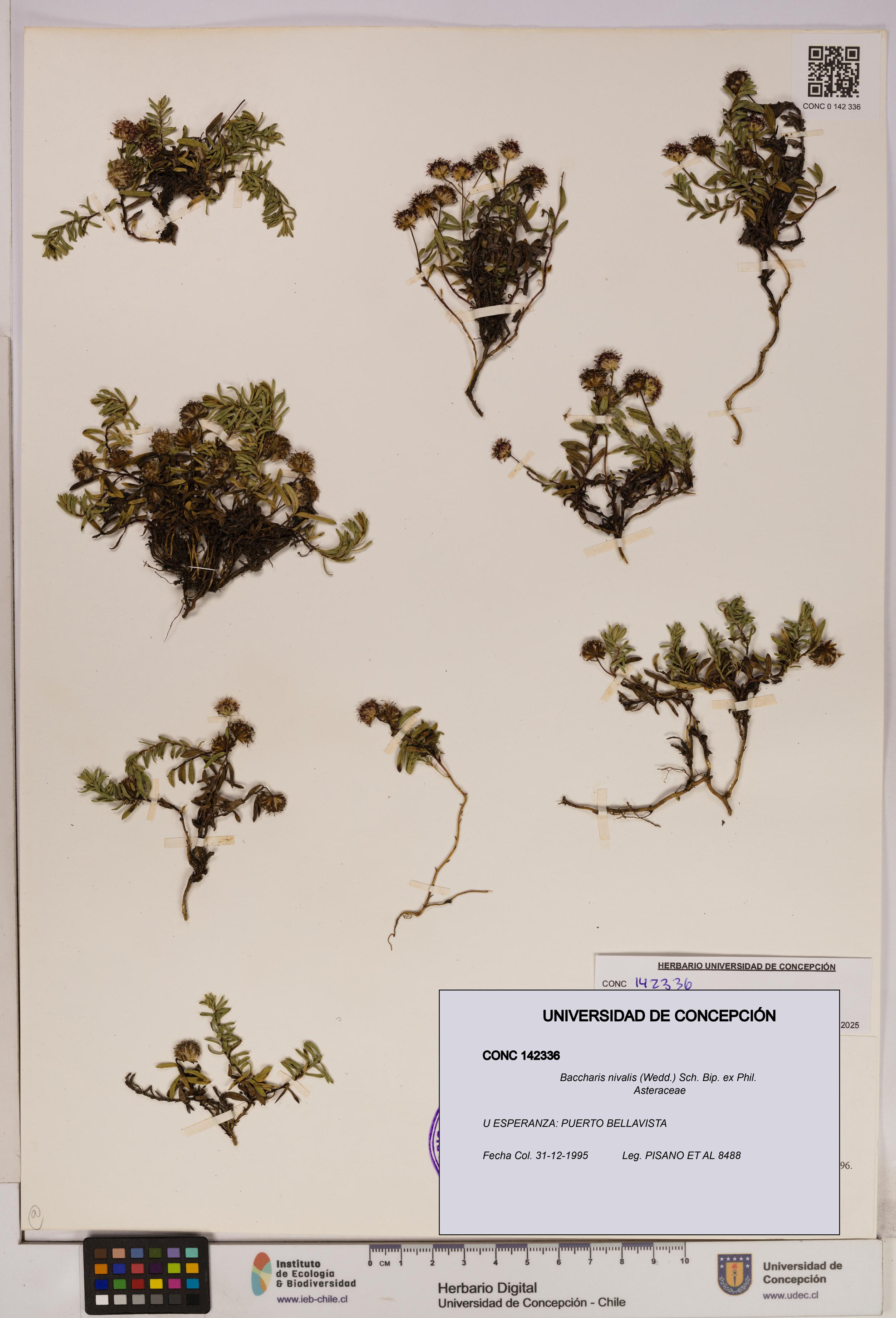 Baccharis nivalis [Espécimen: UDEC:CONC:0142336]