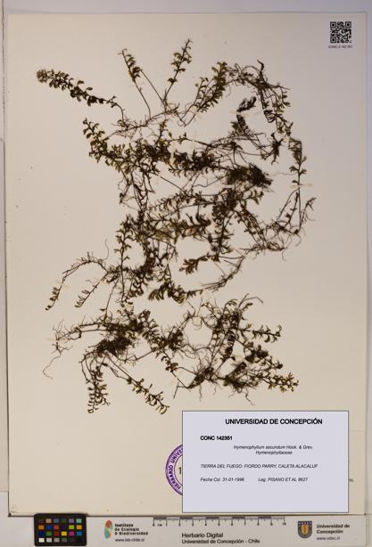 Hymenophyllum secundum [Espécimen: ]