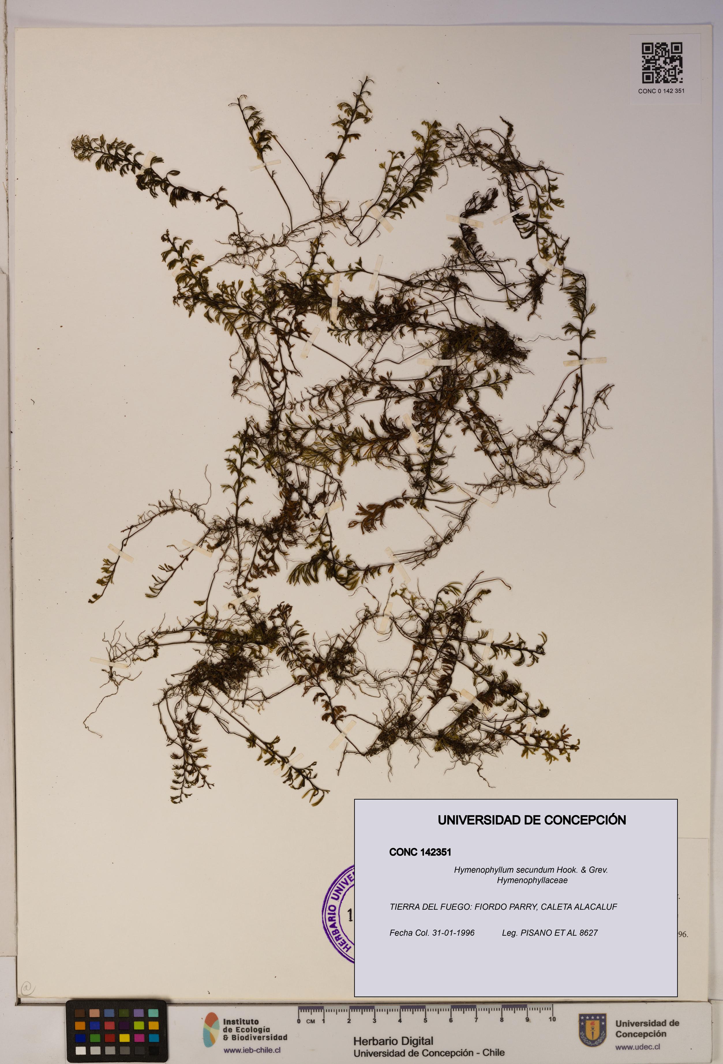 Hymenophyllum secundum [Espécimen: ]