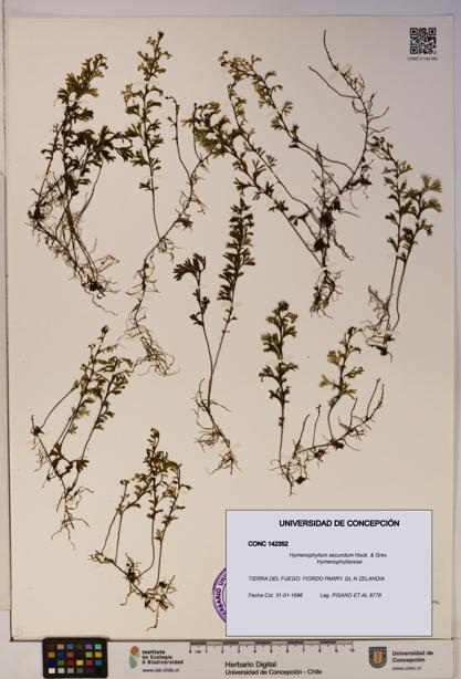 Hymenophyllum secundum [Espécimen: ]
