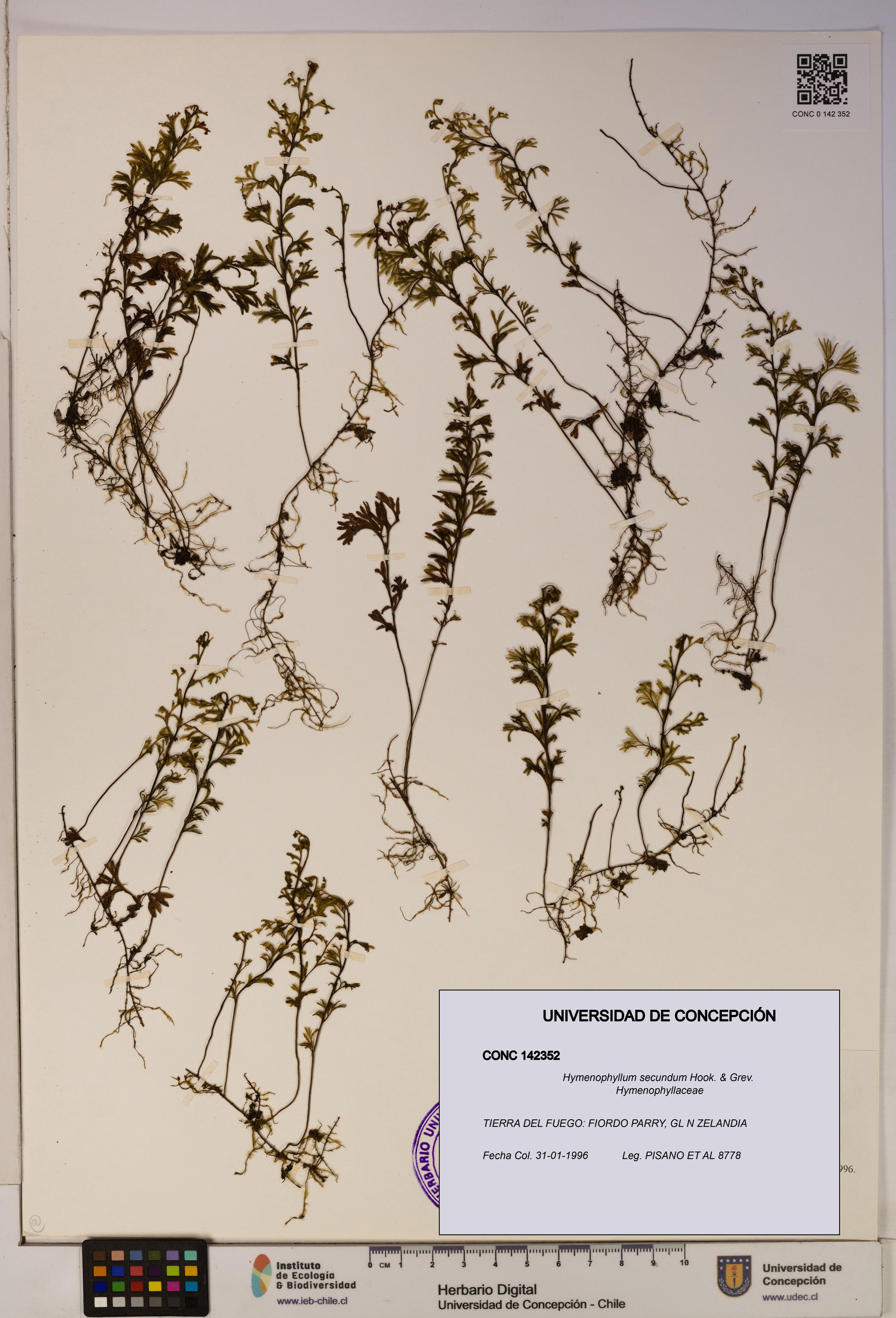 Hymenophyllum secundum [Espécimen: ]
