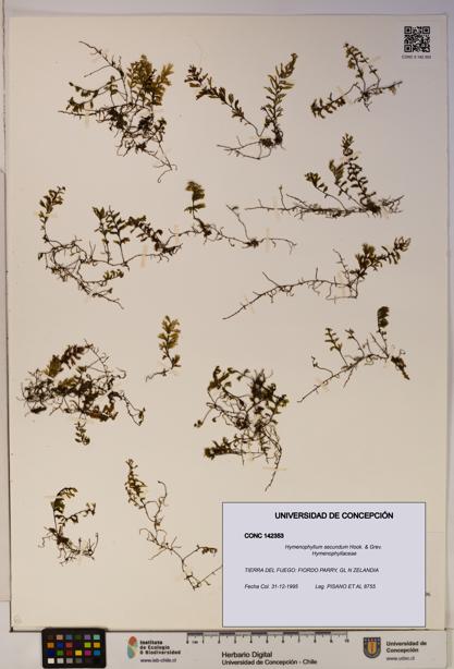 Hymenophyllum secundum [Espécimen: ]