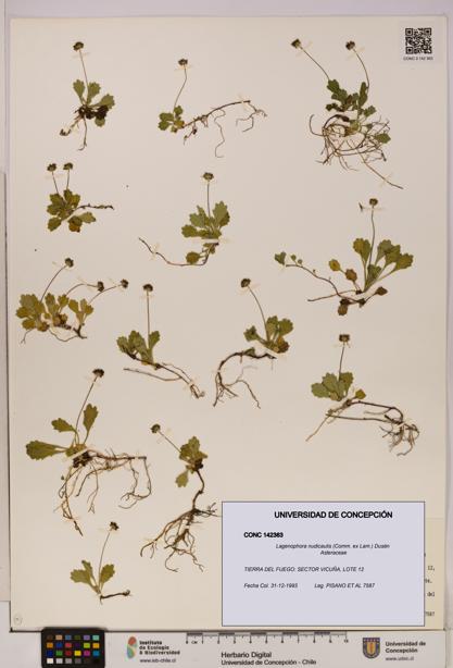 Lagenophora nudicaulis [Espécimen: ]