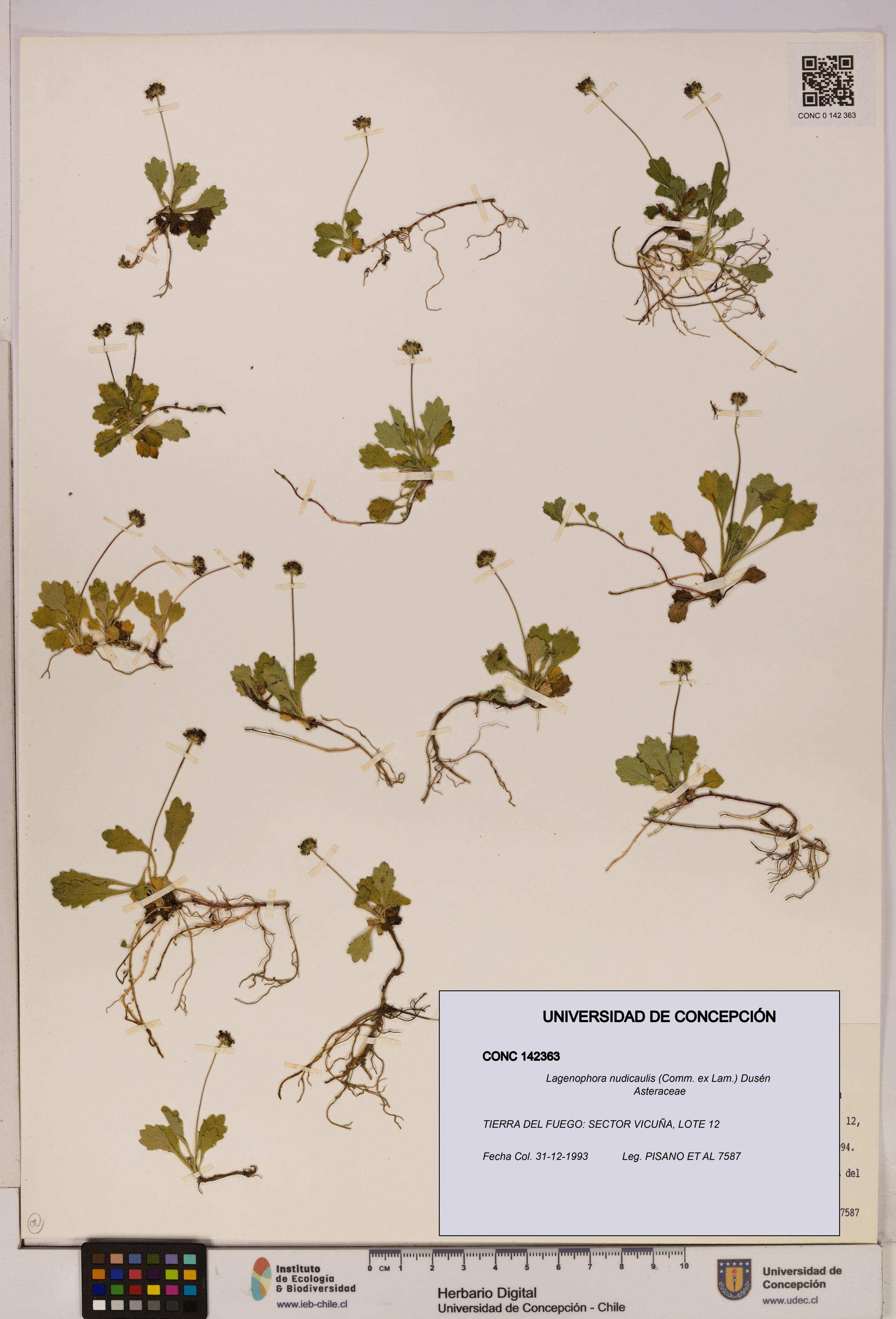 Lagenophora nudicaulis [Espécimen: ]