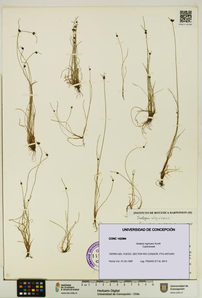 Isolepis nigricans [Espécimen: UDEC:CONC:0142364]