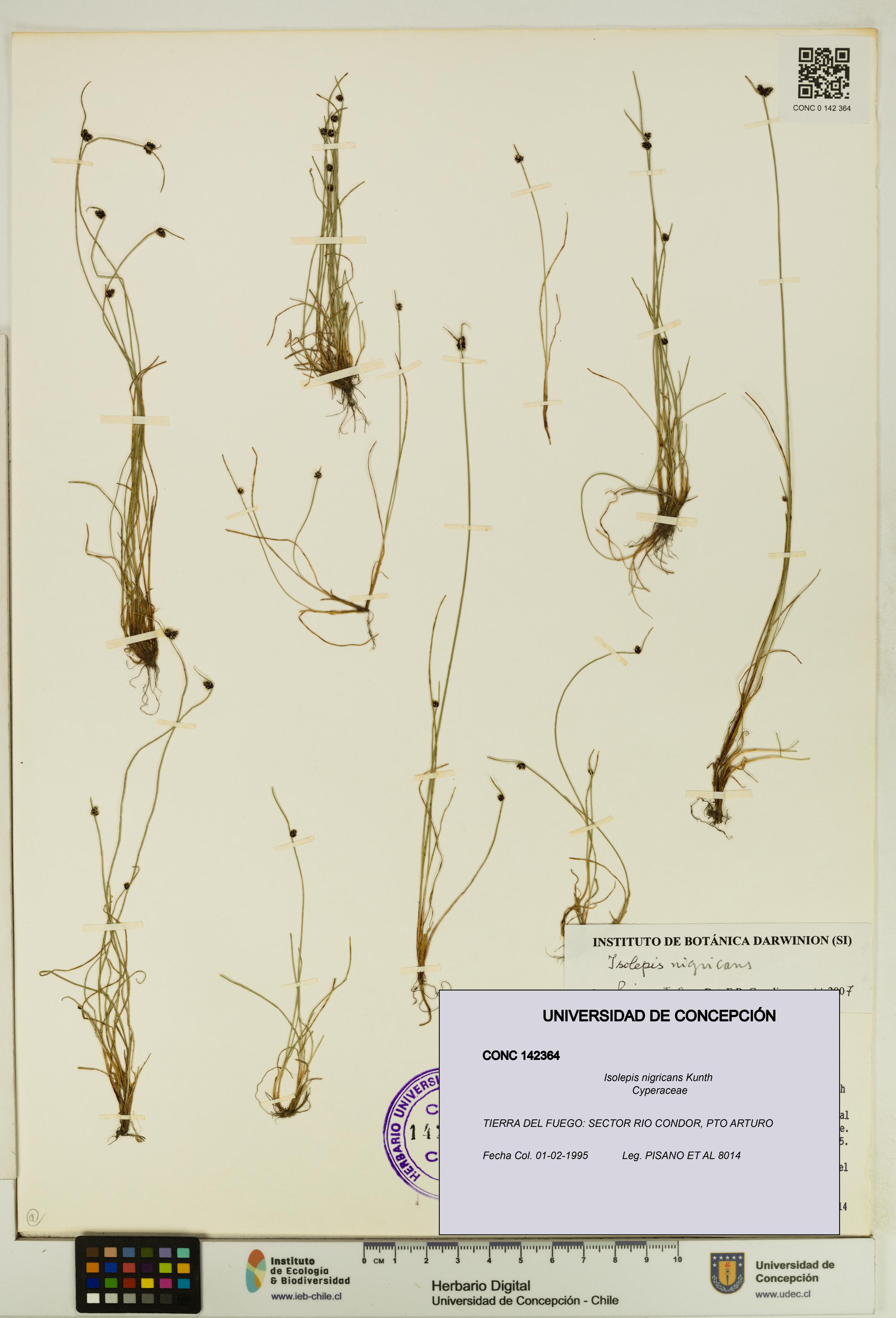 Isolepis nigricans [Espécimen: UDEC:CONC:0142364]