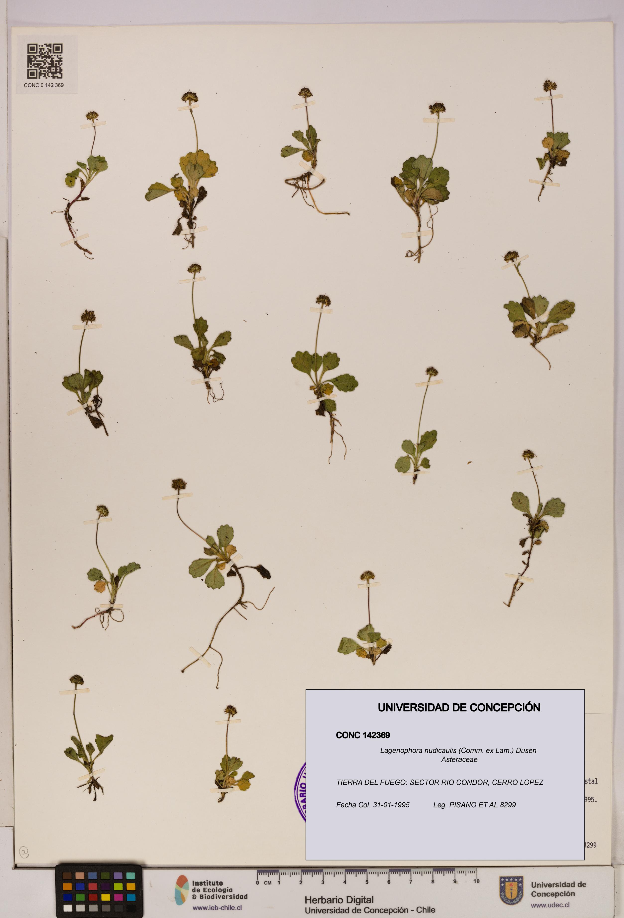 Lagenophora nudicaulis [Espécimen: ]