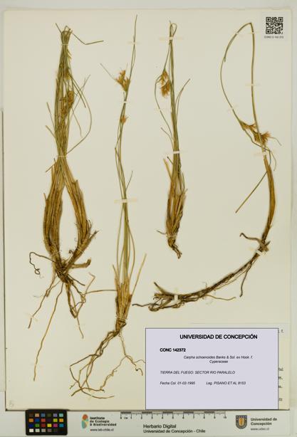 Carpha schoenoides [Espécimen: UDEC:CONC:0142372]