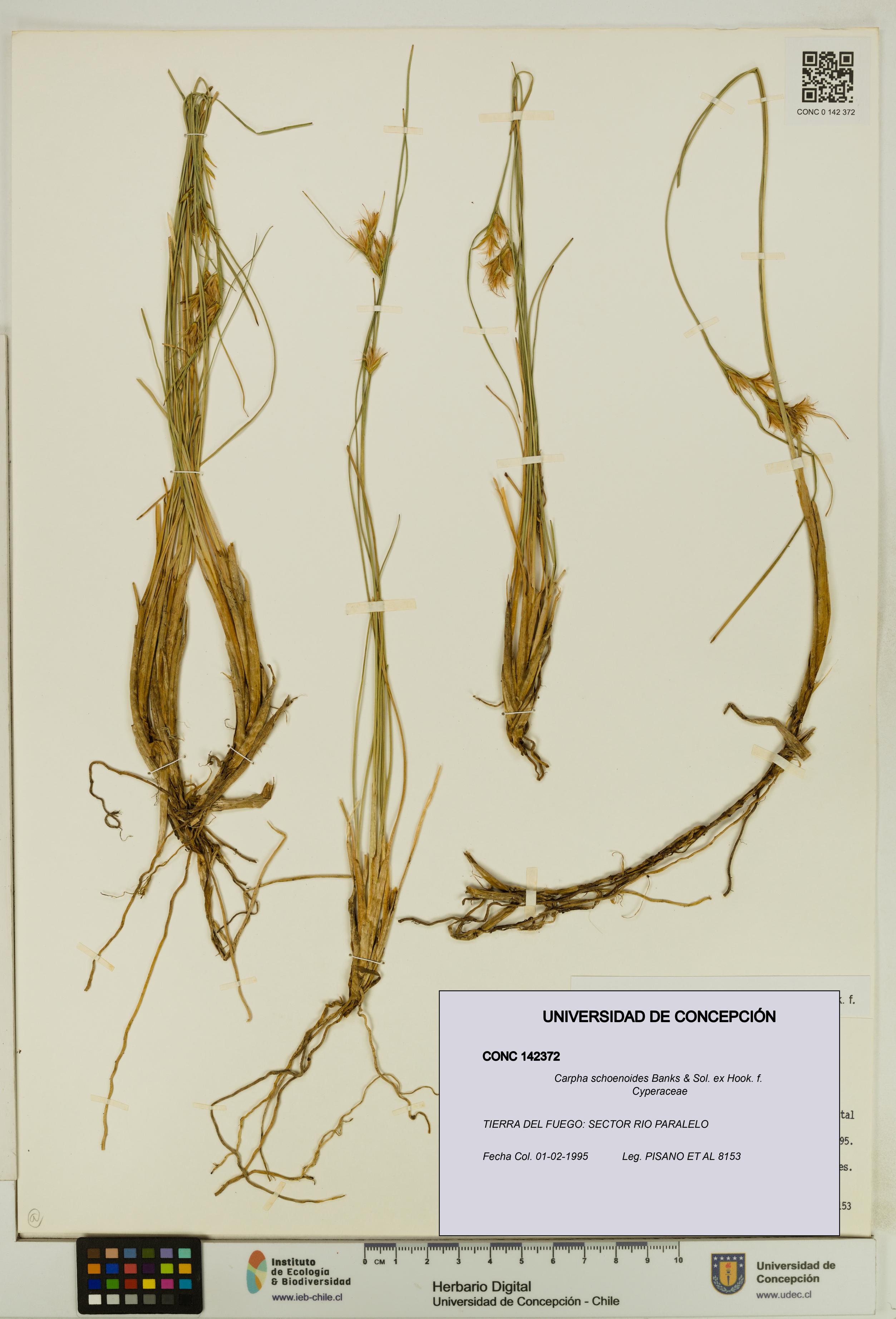 Carpha schoenoides [Espécimen: UDEC:CONC:0142372]