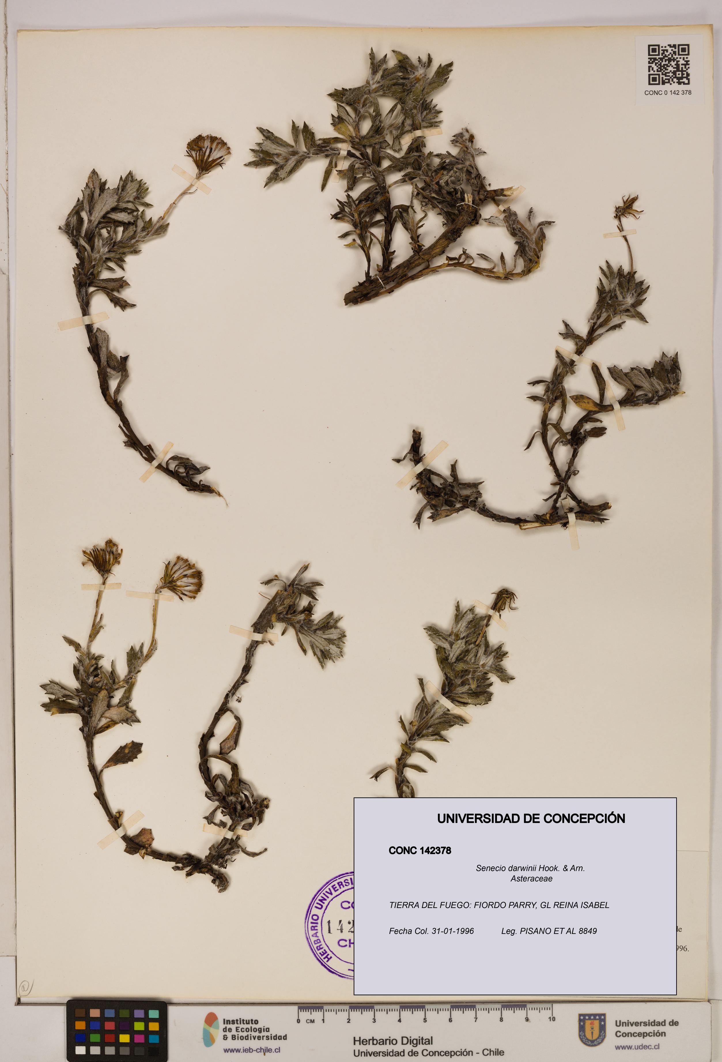 Senecio darwinii [Espécimen: UDEC:CONC:0142378]