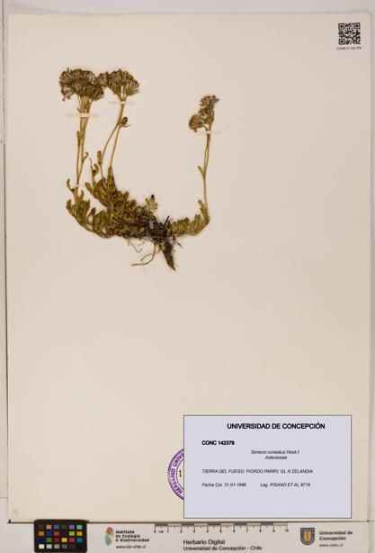 Senecio cuneatus [Espécimen: UDEC:CONC:0142379]