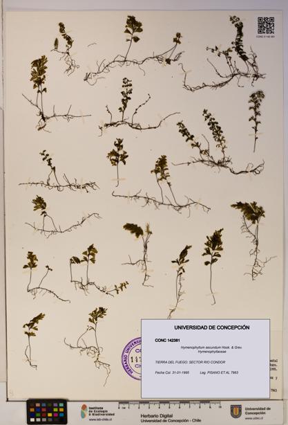 Hymenophyllum secundum [Espécimen: ]