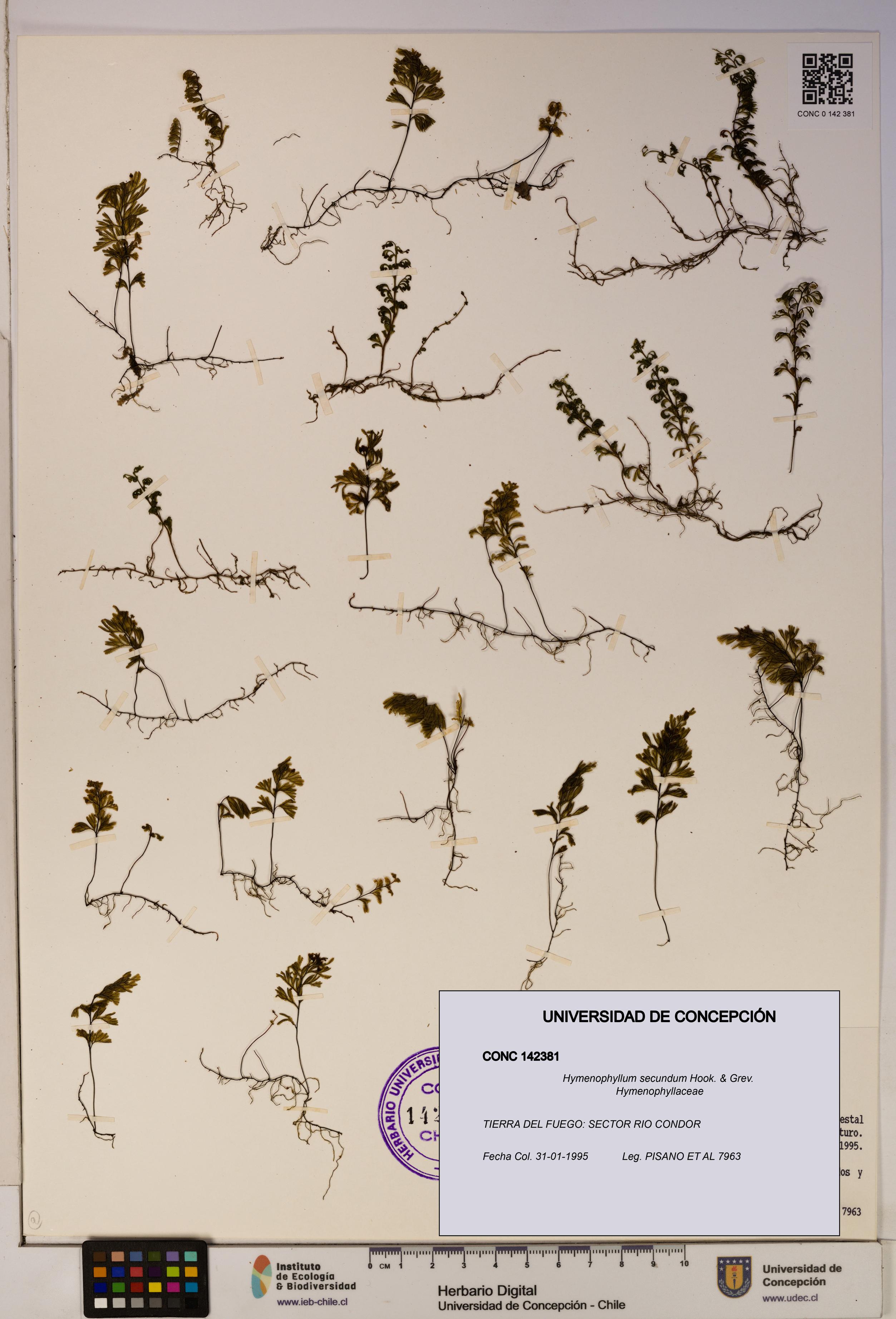 Hymenophyllum secundum [Espécimen: ]