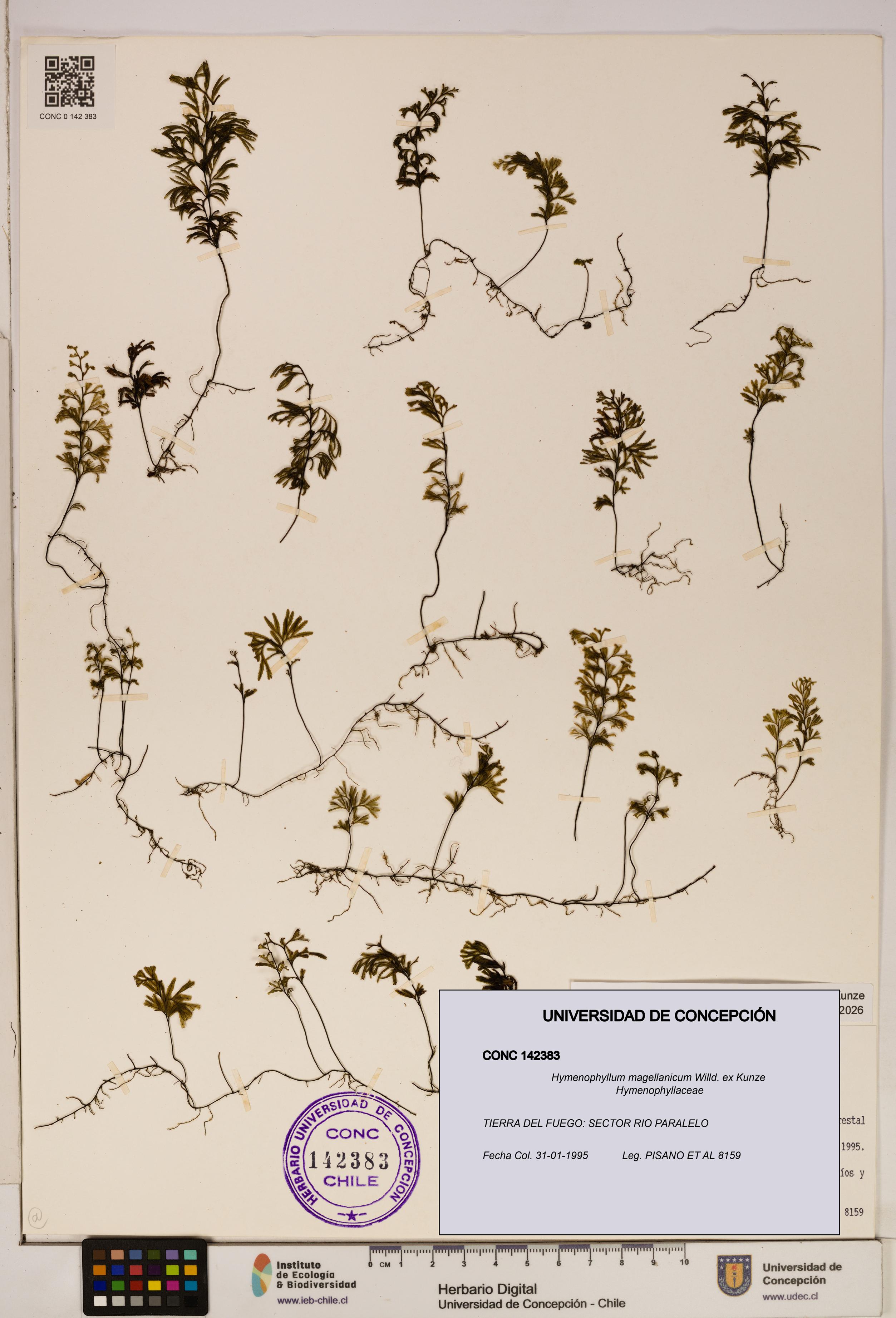 Hymenophyllum magellanicum [Espécimen: ]