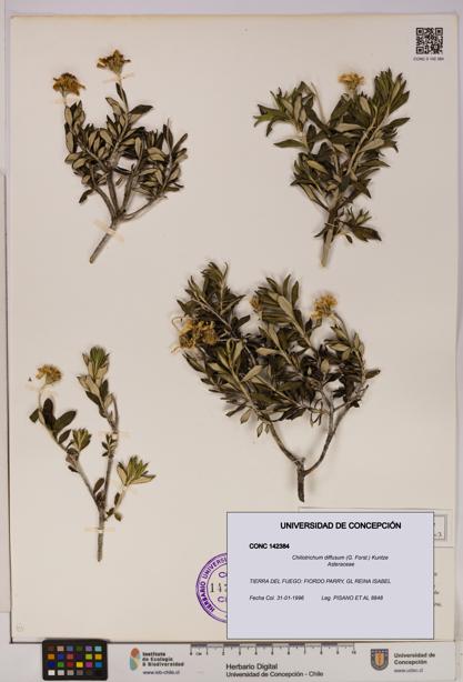 Chiliotrichum diffusum [Espécimen: UDEC:CONC:0142384]