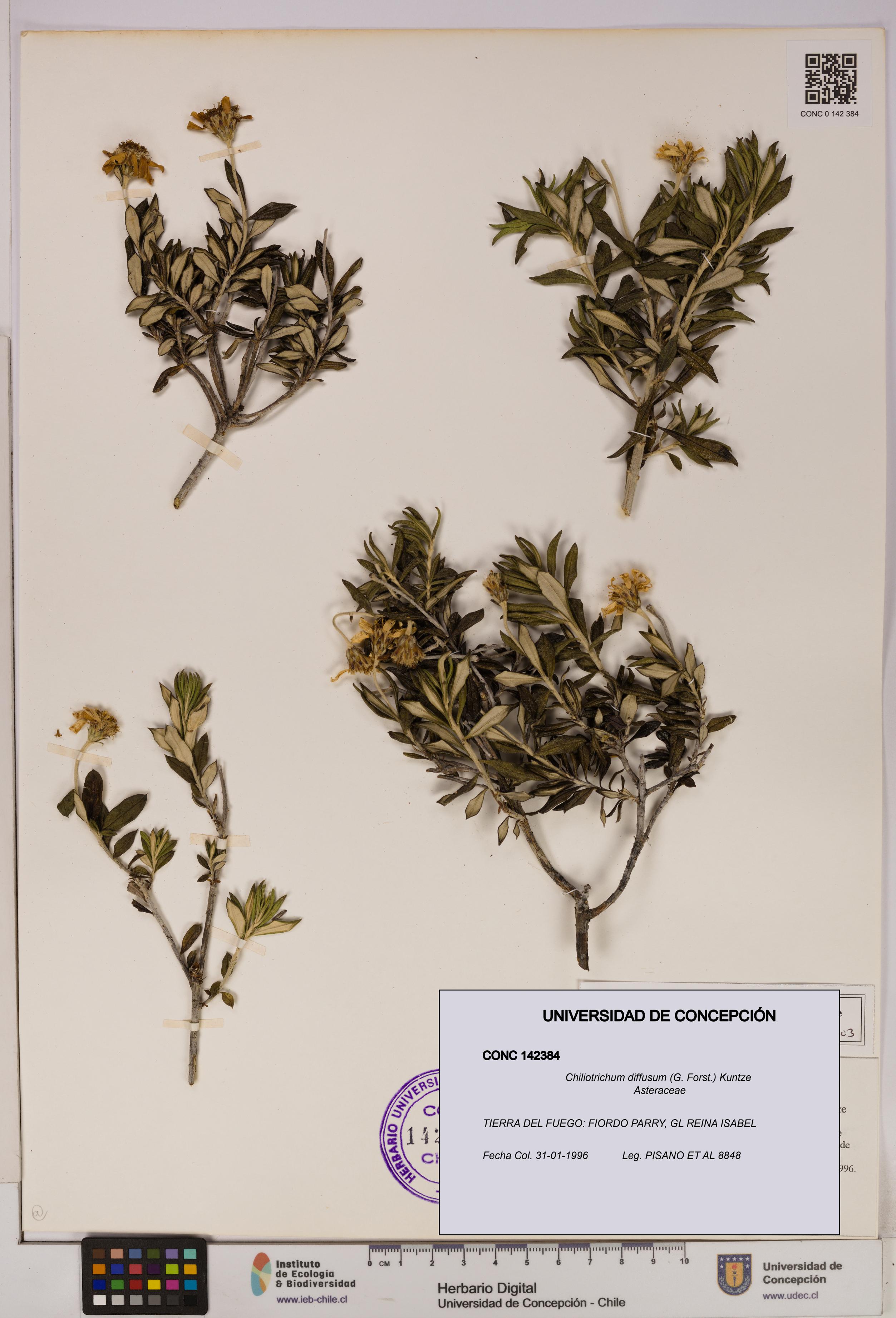 Chiliotrichum diffusum [Espécimen: UDEC:CONC:0142384]