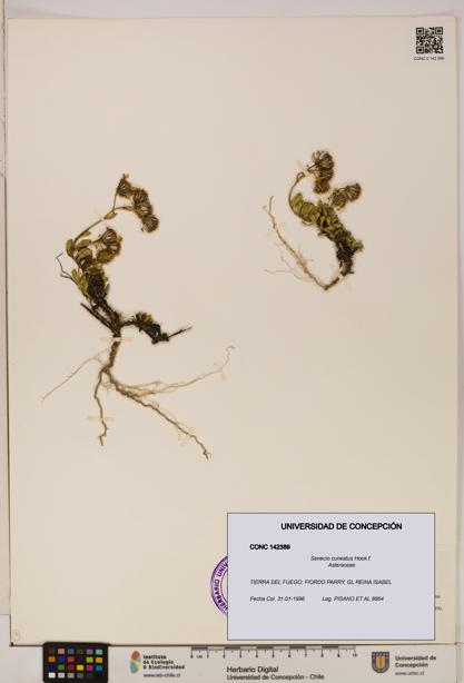 Senecio cuneatus [Espécimen: UDEC:CONC:0142389]
