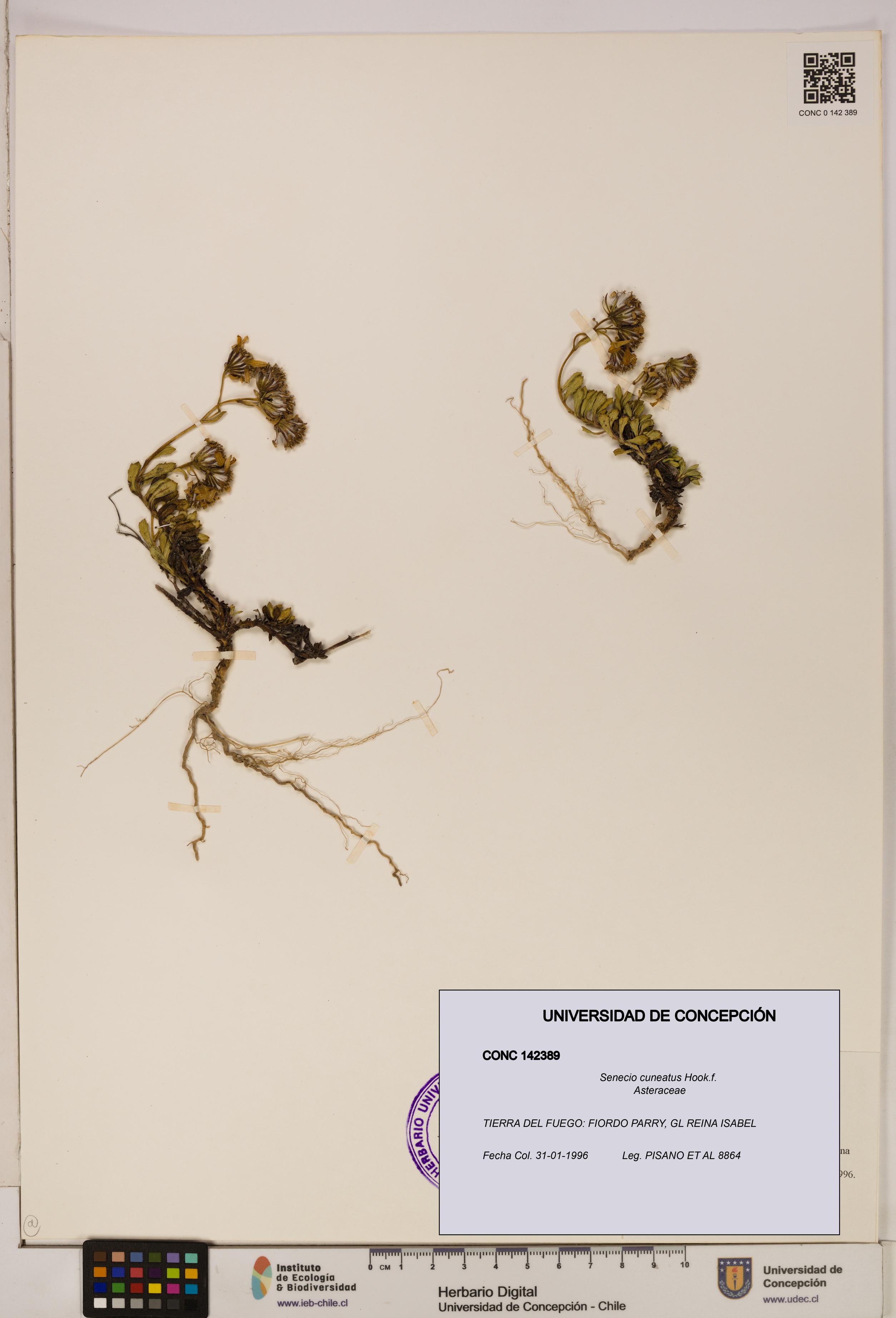 Senecio cuneatus [Espécimen: UDEC:CONC:0142389]